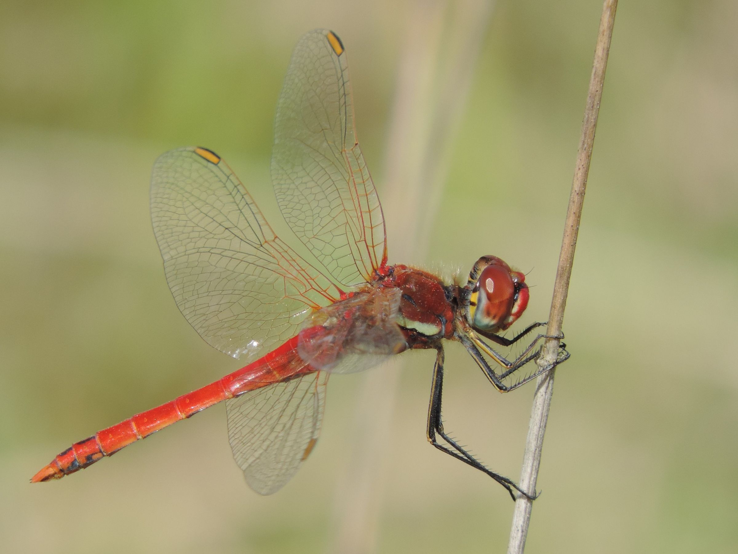 Männchen der Frühen Heidelibelle (Foto: Günter Farka)