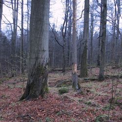 Naturwaldreservat Gitschger, Lkr. Tirschenreuth; Foto: R. Straußberger