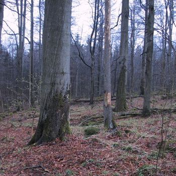 Naturwaldreservat Gitschger, Lkr. Tirschenreuth; Foto: R. Straußberger