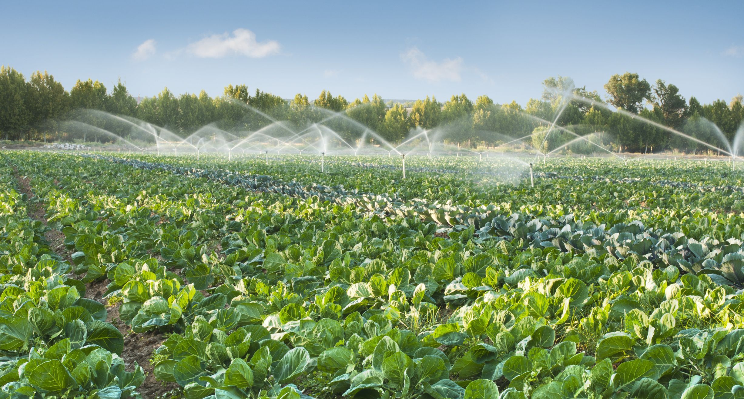 Der BN macht sich für einen nachhaltigen Umgang mit Wasser in der Landwirtschaft stark. (Foto: deyangeorgiev / clipdealer) Sprinkler auf einem Salatfeld