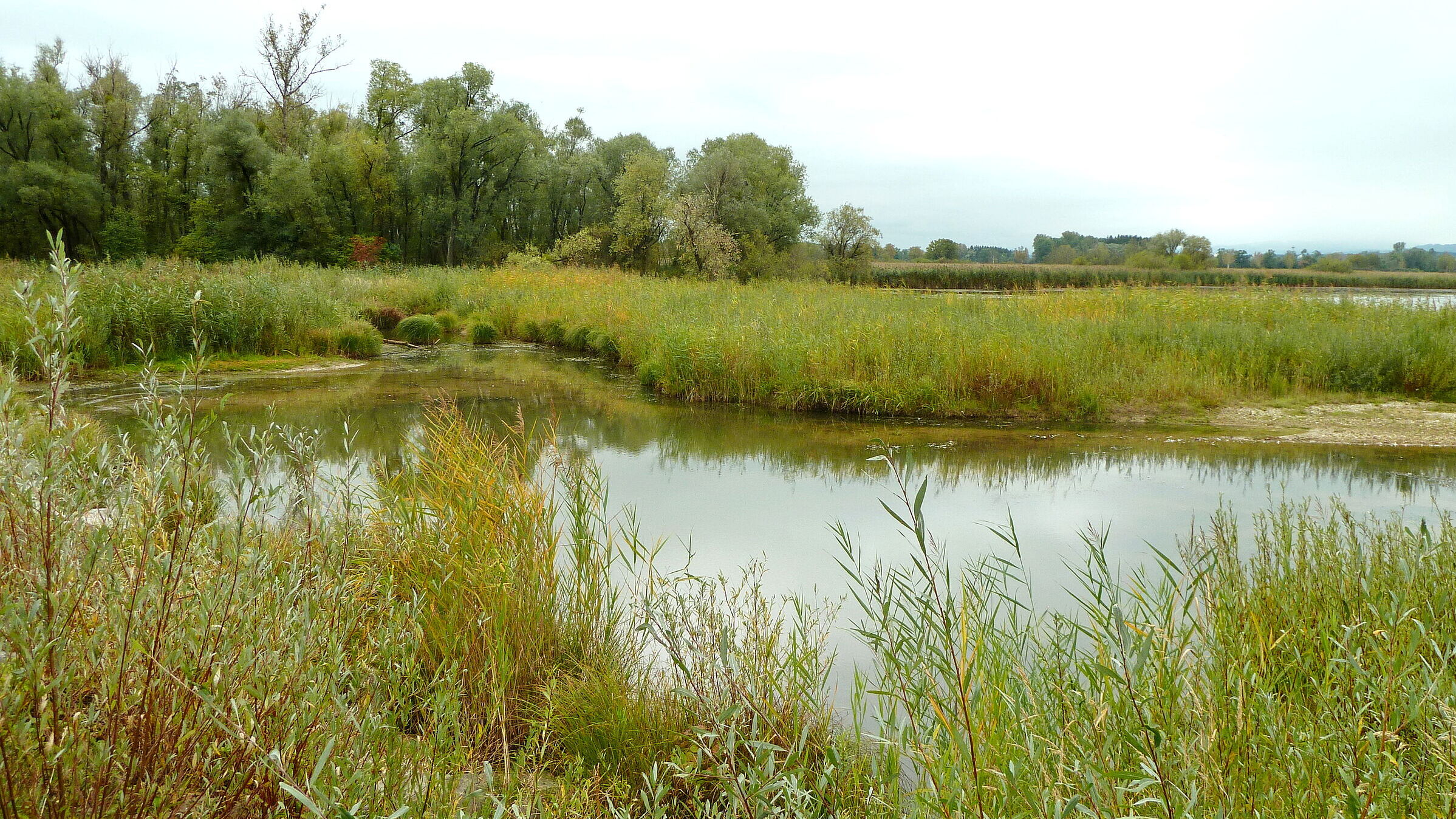 Südufer des Ammersees (Foto: Winfried Berner) naturbelassendes Südufer des Ammersees
