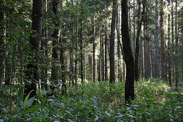 Wald mit typischen Unterbewuchs bei der Exkursion in die Randlagg
