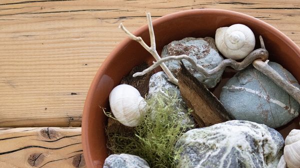 Insektentränke: Wasserschale mit Steinen, Ästen und Moos