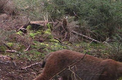 Fotofallen-Aufnahme des Luchses im Spessart (Foto: Bayerische Staatsforsten)