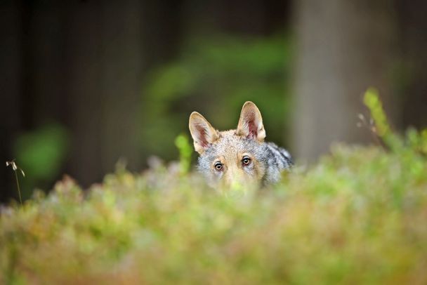 Wölfe sind sehr vorsichtige Tiere. Sie können zwar neugierig sein, besonders wenn sie jung sind, aber Sie versuchen, Gefahren und unberechenbare Situationen zu vermeiden. Für Menschen sind sie nicht gefährlich. (Foto: Stanislav Duben/stock.adobe.com)