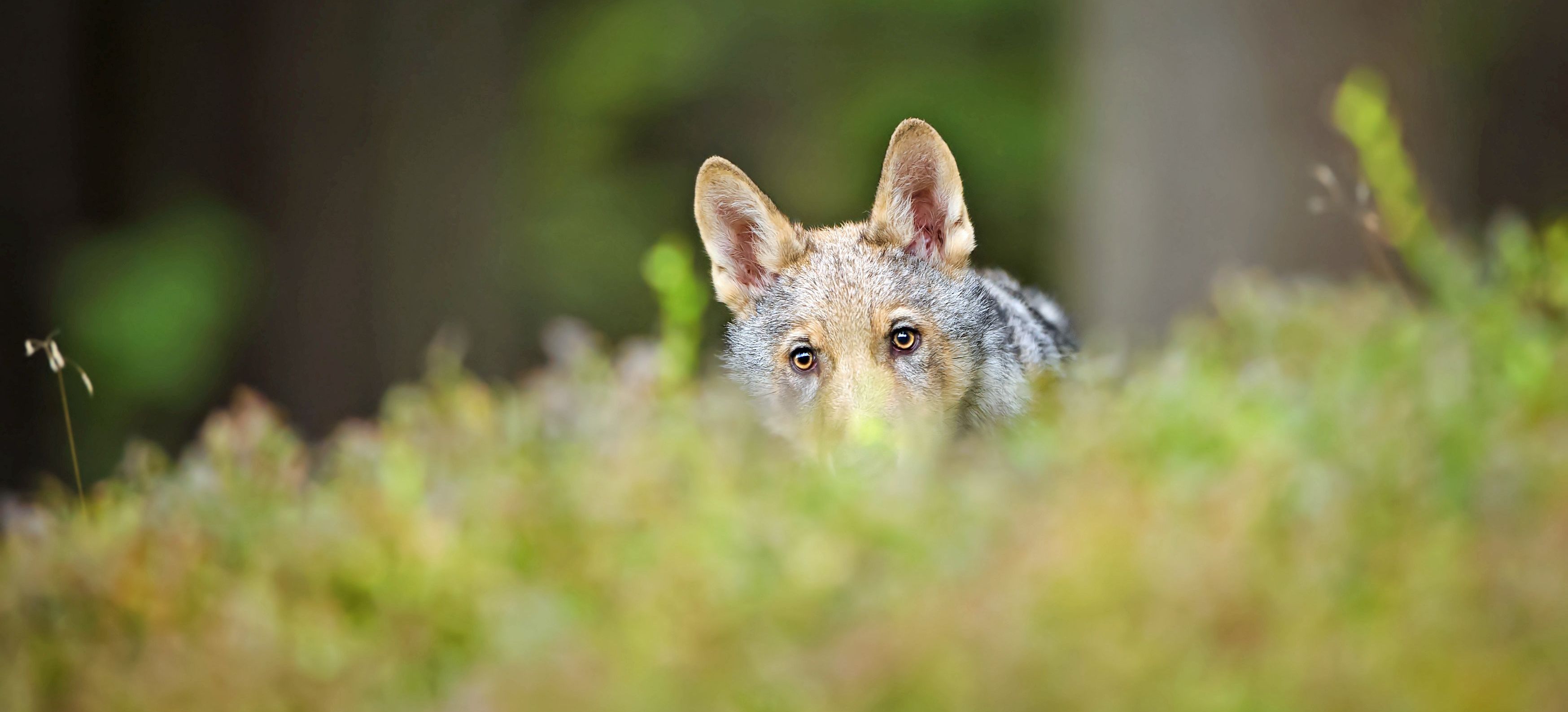 Wölfe sind sehr vorsichtige Tiere. Sie können zwar neugierig sein, besonders wenn sie jung sind, aber sie versuchen, Gefahren und unberechenbare Situationen zu vermeiden. Für Menschen sind sie nicht gefährlich. (Foto: Stanislav Duben/stock.adobe.com) Mensch und Wolf: Ein scheuer Wolf lugt hinter Gras hervor.