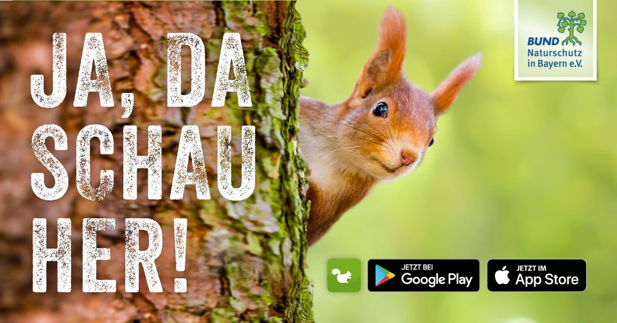 Eichhörnchen beobachten und melden BUND Naturschutz in