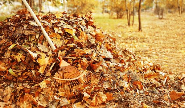 Mit einem Laubhaufen im Gartengeben Sie vielen Tieren Schutz und Lebensraum. (Foto: Africa-Studio/stock.adobe.com) Eine Harke liegt auf einem Haufen Laub.