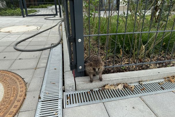 Toter Igel steckt in einem Zaun