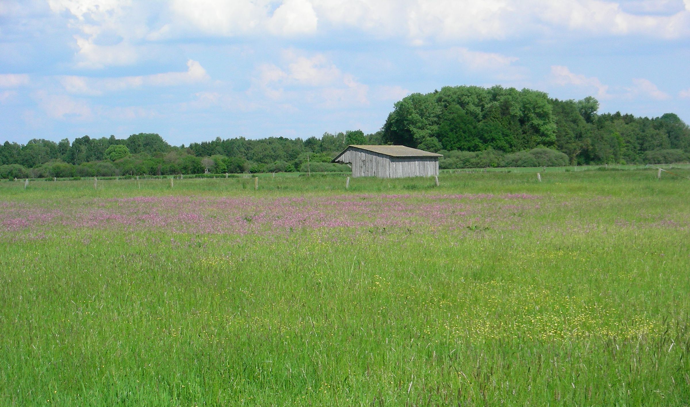 Niedermoor-Grünland im Freisinger Moos