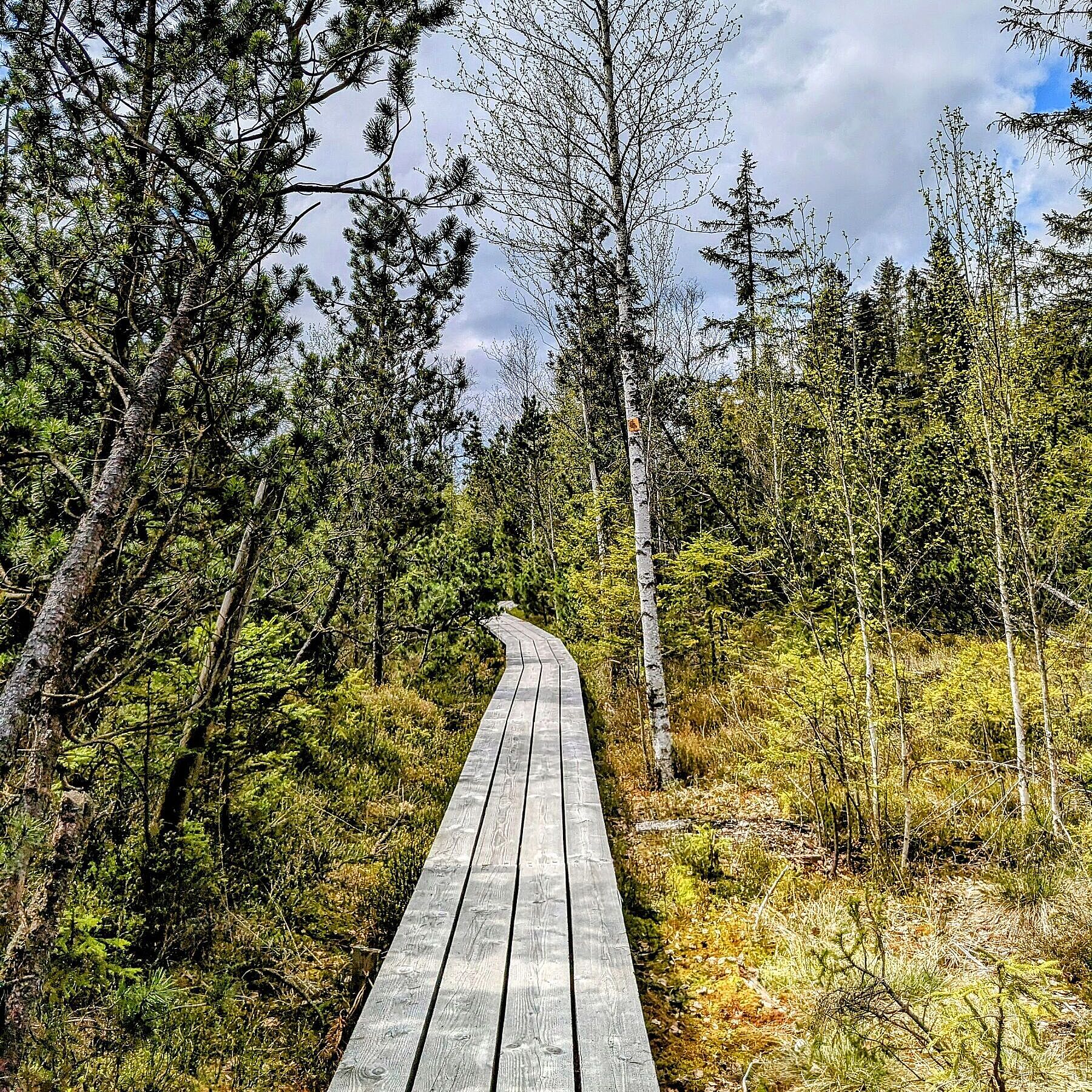 Holzbohlenweg über das Moor