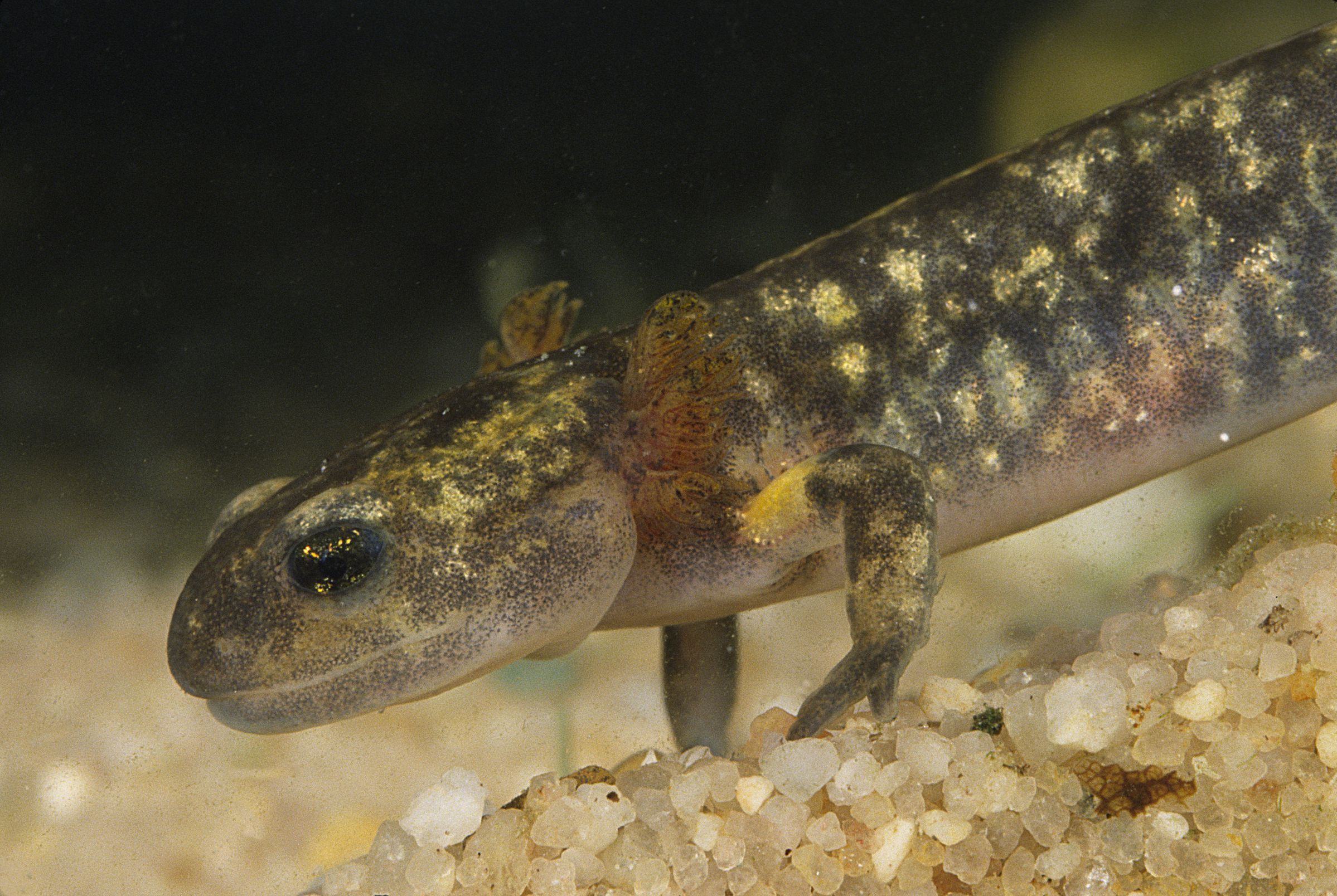 Quellen in Bayern – Die Larve eines Feuersalamanders im klaren Quellwasser.