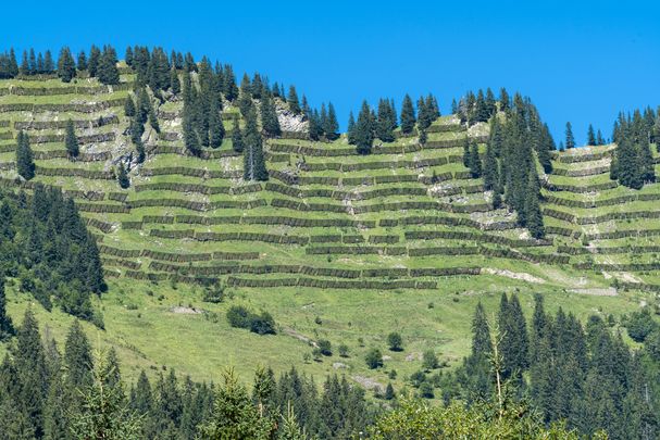 Ein steiler Hang mit lückigem Bergwald und Lawinenverbauungen (Foto: Eberhard Spaeth/stock.adobe.com)