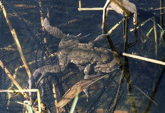Erdkrötenpaar umgeben von Laichschnüren (Foto: Wolfgang Willner) Ein Erdkrötenpaar umgeben von Laichschnüren: gut zur Anschauung für den Unterricht geeignet!