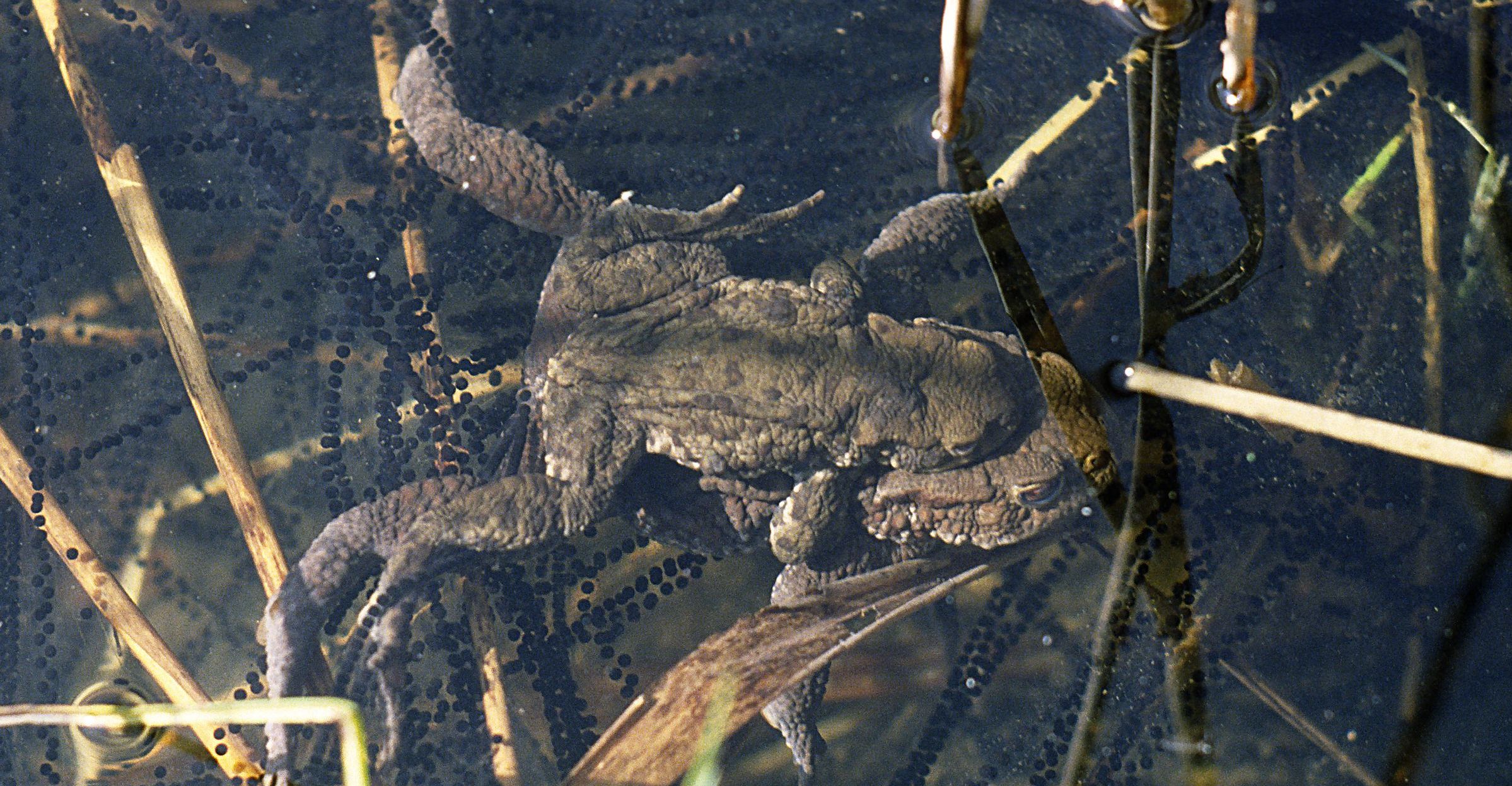 Ein Erdkrötenpaar umgeben von Laichschnüren: gut zur Anschauung für den Unterricht geeignet!
