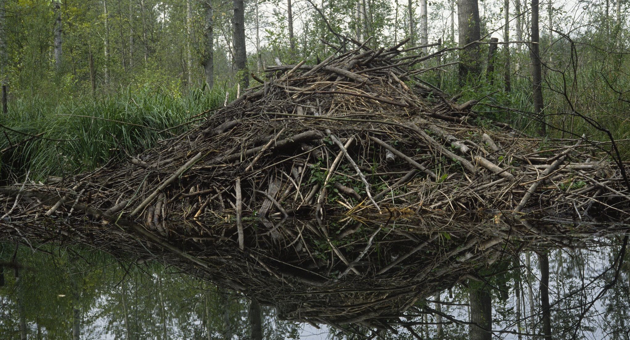 Eine Biberburg: meterhoch können die Tiere Äste und Schlamm zu einer sicheren Behausung aufschichten.(Foto: Wolfgang Willner)