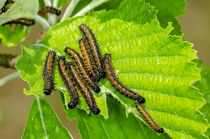Schmetterlingsgarten Paradies Fur Heimische Raupen Und Falter Bund Naturschutz