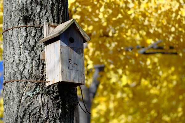 Nistkasten für Vögel bauen und richtig aufhängen (Foto: miyaho/stock.adobe.com)