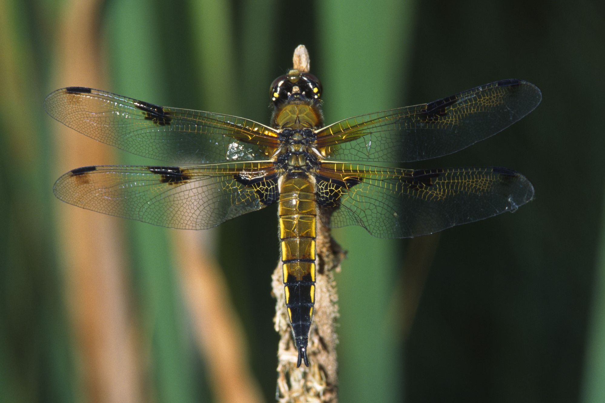 Ein männlicher Vierfleck (Libellula quadrimaculata)