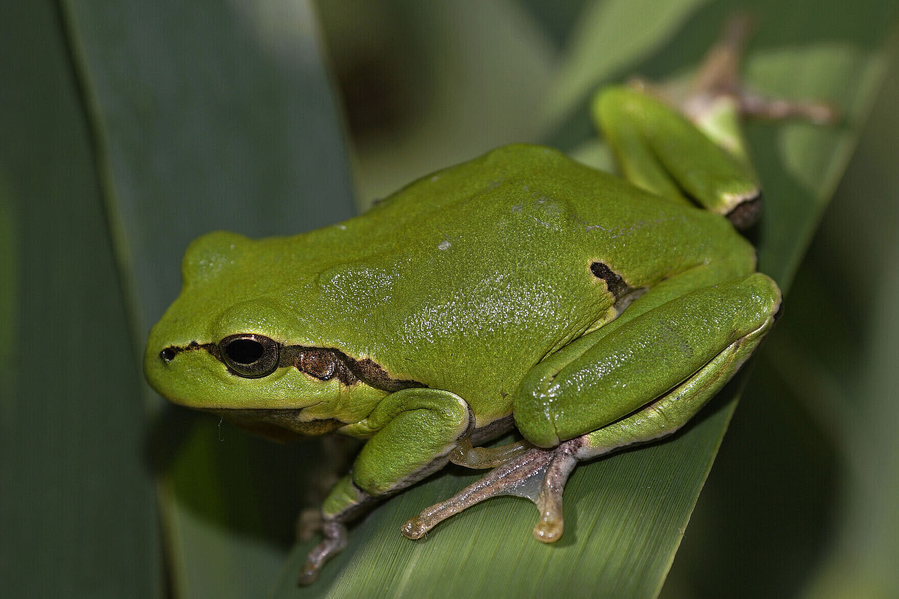 Laubfrosch (Foto: Marcus Bosch) Laubfrosch auf Blatt (Foto: Marcus Bosch)