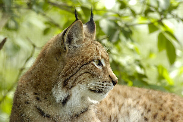 Die auffälligen Pinselohren sind bei diesem Luchs im Profil gut zu erkennen. Sie sind zusammen mit dem Stummelschwanz die „Kurzversion vom Eurasischer-Luchs-Steckbrief“ (Foto: visuelldesign/iStock).