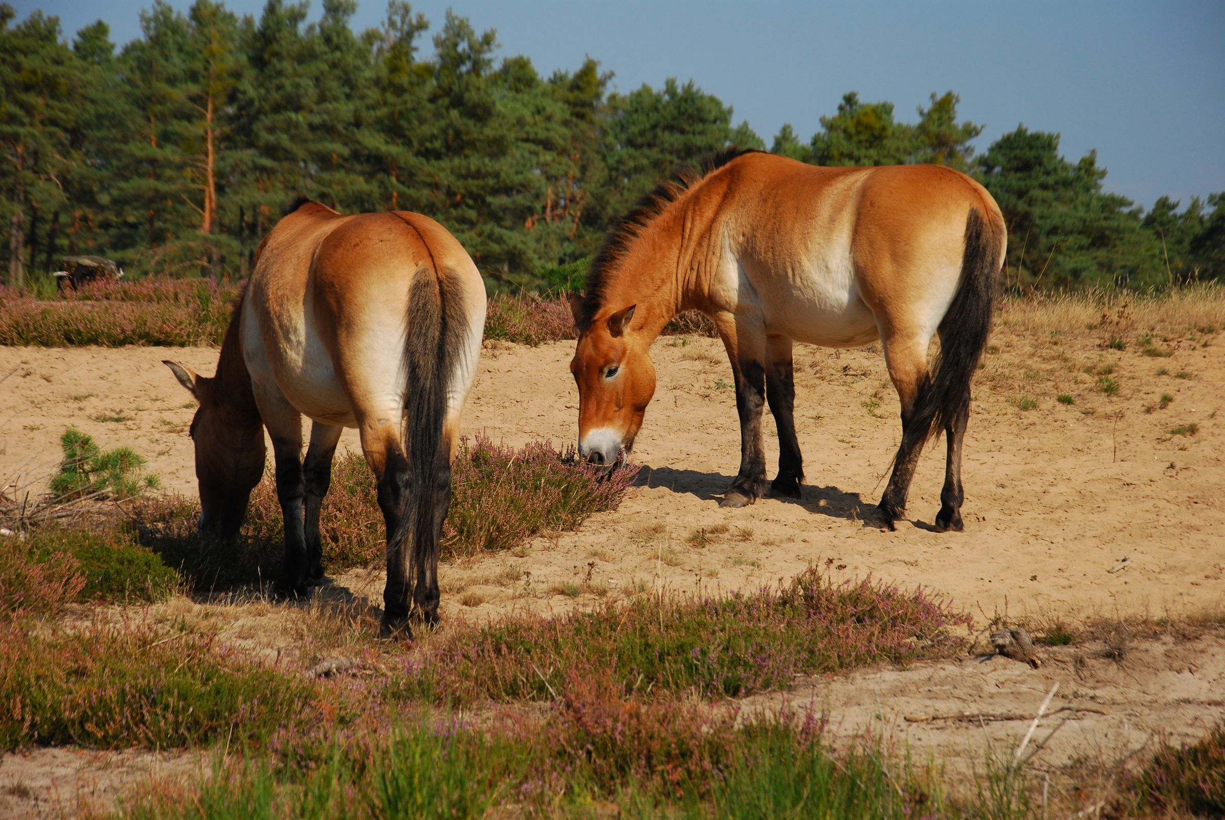 Zwei Przewalski-Pferde im Tennenloher Forst (Foto: Landschaftspflegeverband Mittelfranken)