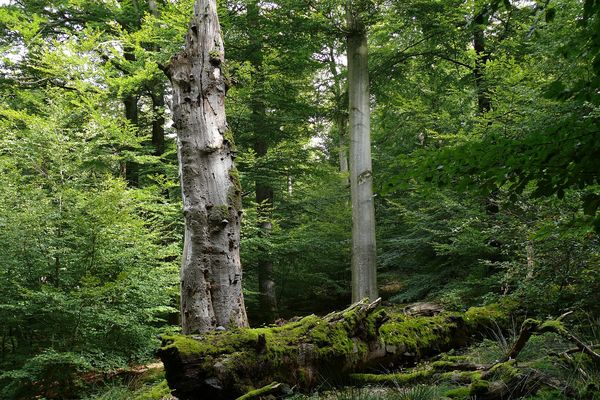 Zwei stehende, abgestorbene Baumstämme mit vielen Baumpilzen und ein liegender, dick mit Moos bewachsener Stamm im dichten Wald. (Foto: Michael Kunkel)