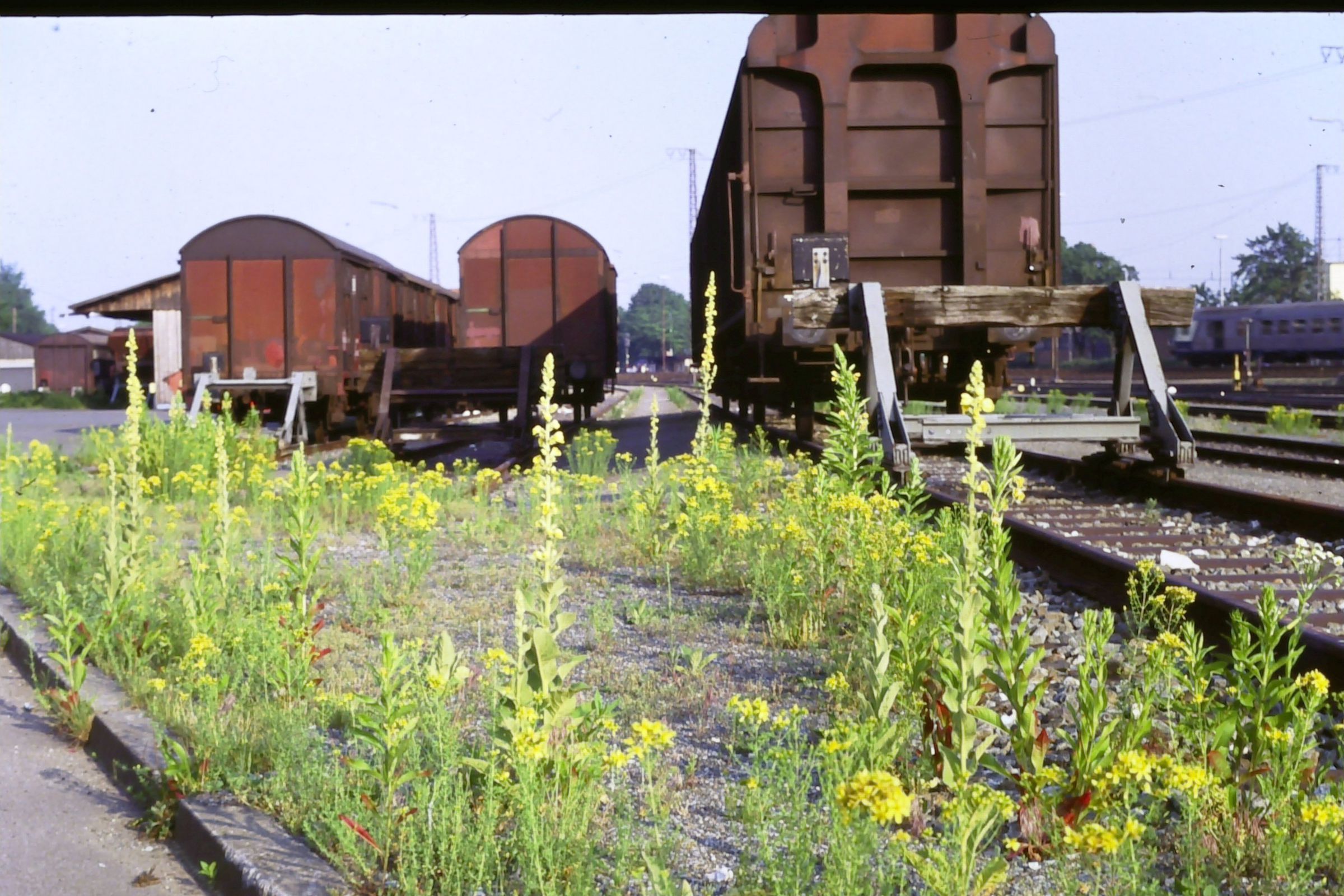 Stadtbrache: Auf einem Bahngelände in Fürth blühen viele Blumen. (Foto: Tom Konopka)