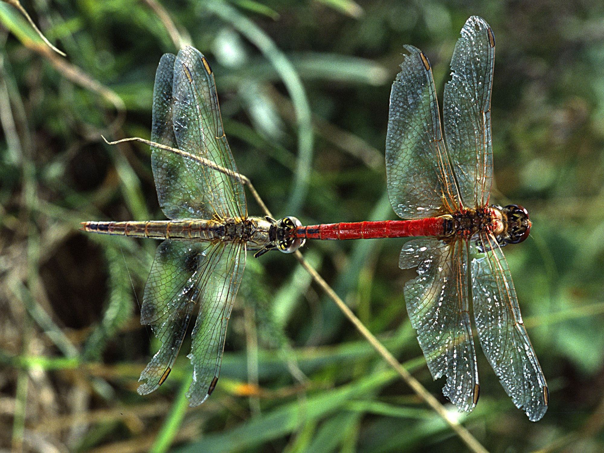 Frühe Heidelibellen bei der Paarung, Männchen oben (Foto: Wolfgang Willner) Frühe Heidelibellen (Sympetrum fonscolombii) bei der Paarung, das Männchen (oben) hält das Weibchen.