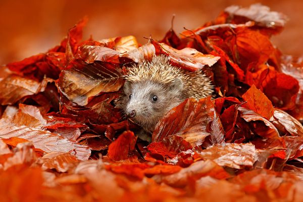Laubsauger und Laubbläser schaden Mensch und Natur. Belässt man das Laub im Garten, finden darin zahlreiche Tiere einen Unterschlupf. (Foto: ondrejprosicky/stock.adobe.com) Ein Igel schaut aus einem kleinen Haufen rotbrauner Blätter heraus.