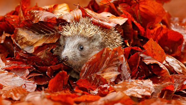 Laubsauger und Laubbläser schaden Mensch und Natur. Belässt man das Laub im Garten, finden darin zahlreiche Tiere einen Unterschlupf. (Foto: ondrejprosicky/stock.adobe.com) Ein Igel schaut aus einem kleinen Haufen rotbrauner Blätter heraus.