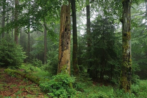 Dichtstehende große und kleine Bäume, in der Bildmitte liegendes und stehendes Totholz. (Foto: Wolfgang Schödel)