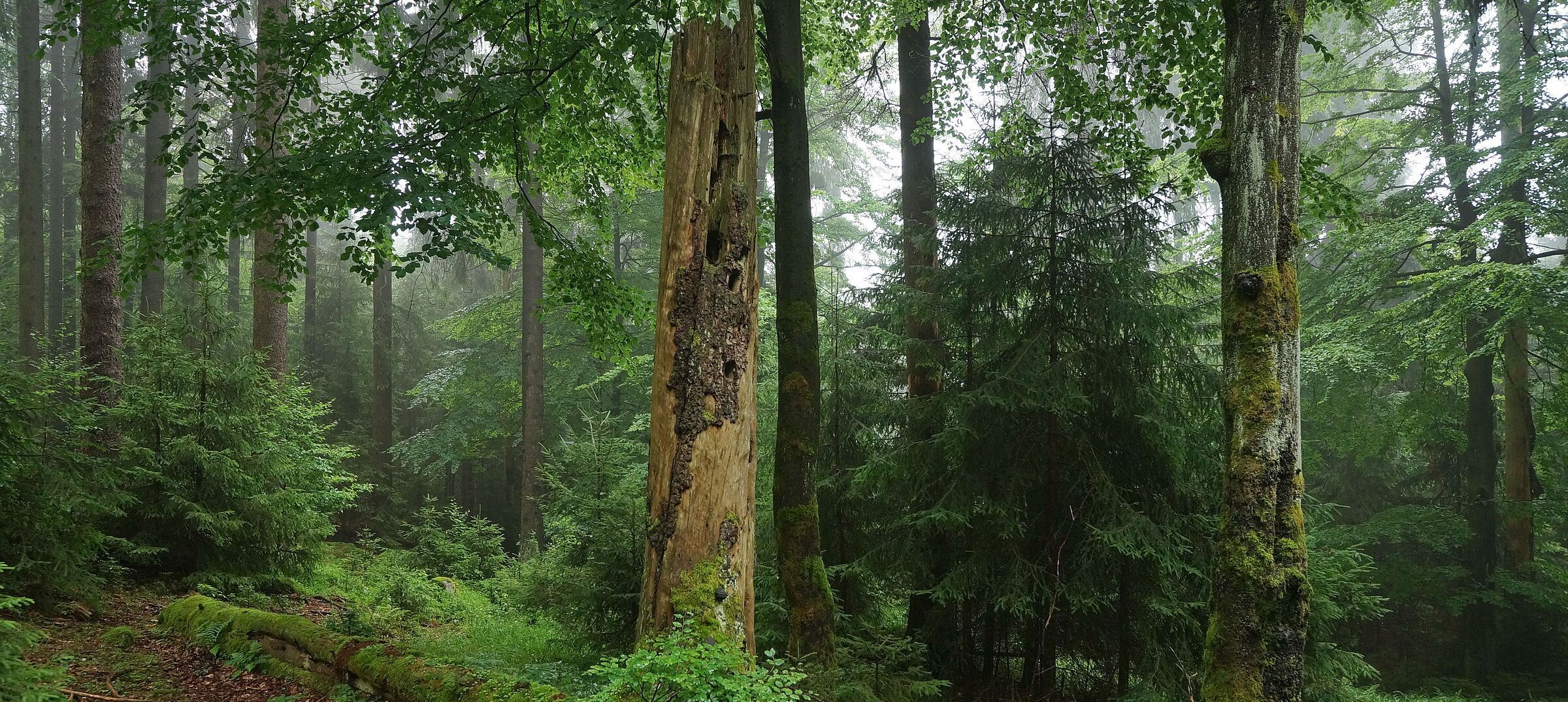 Dichtstehende große und kleine Bäume, in der Bildmitte liegendes und stehendes Totholz. In Naturwäldern darf sich die Waldnatur frei entfalten. (Foto: Wolfgang Schödel)