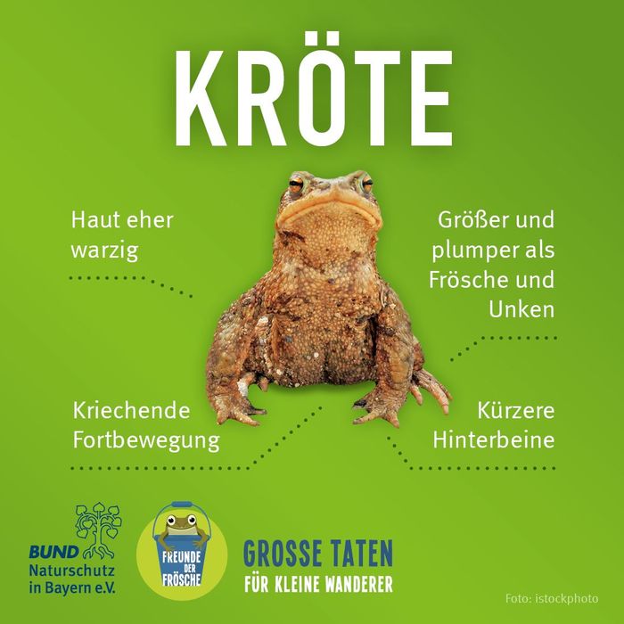 Bayerns Froschlurcharten bestimmen BUND Naturschutz