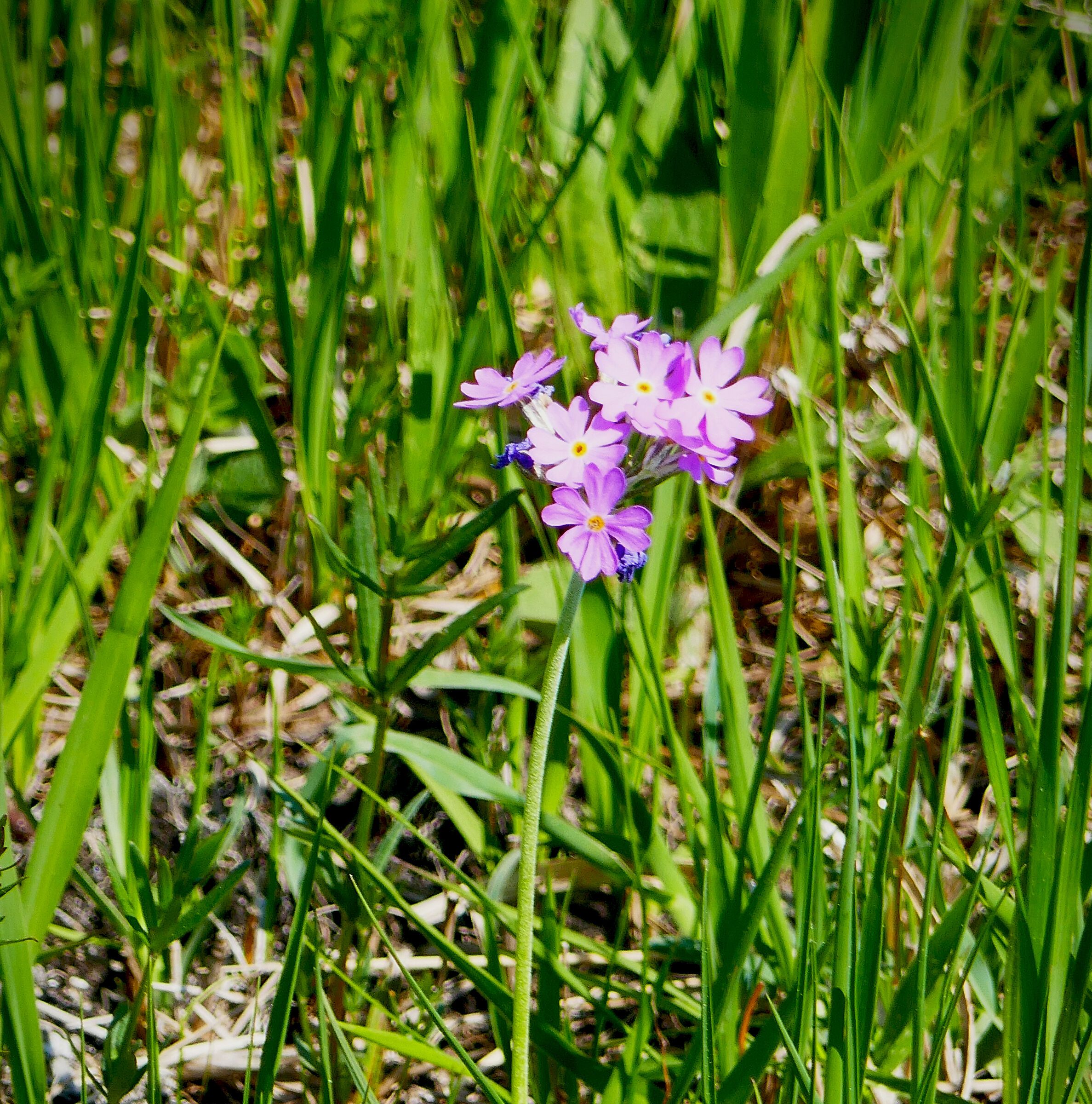 Eine Mehlprimel im Mainbogen bei Schwebheim. (Foto: Winfried Berner)