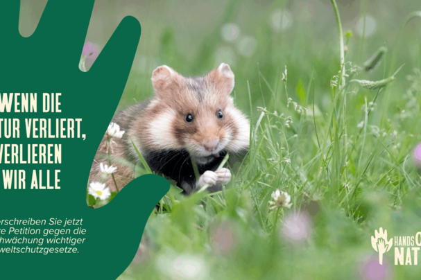 Feldhamster auf Wiese