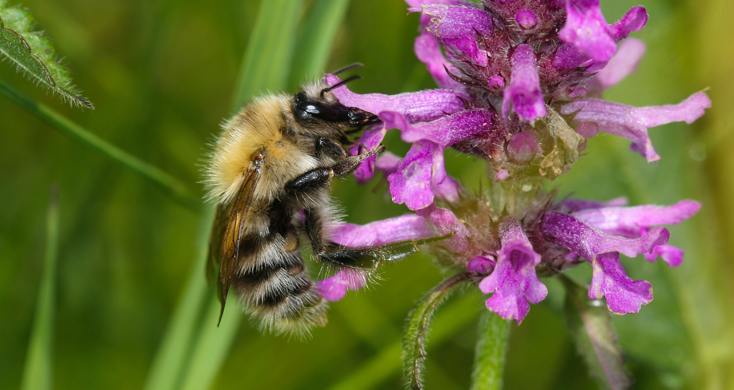 Ackerhummel (Foto: Johannes Selmannsberger)