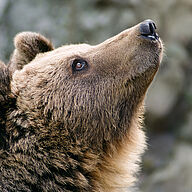 Kopf eines Braunbären im Profil (Foto: YK - stock.adobe.com) Kopf eines Braunbären im Profil