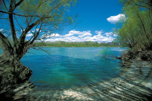 Ein Kiesstrand am türkisfarbenen Wasser der Donau, Weiden am Flussufer. Dass die Donau heute teilweise noch frei fließt, wurde von den Menschen hart erkämpft. (Foto: Gamerith/Clipdealer)