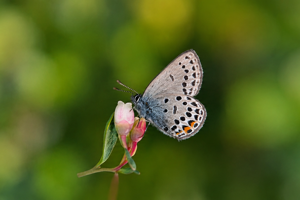 Ein blaugrauer Schmetterling mit schwarzen Punkten vor grünem Hintergrund sitzt auf einer rosafarbenen Blume. (Foto: Wolfgang Willner)
