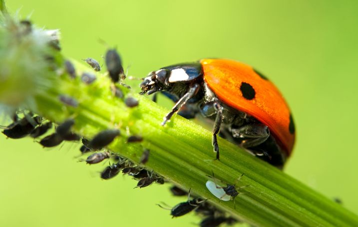 Natürliche Schädlingsregulierung: Marienkäfer hält Blattläuse in Schach (Foto: Andrea Wilhelm/fotolia.com) Nützlinge schützen ist natürlicher Pflanzenschutz: Ein Marienkäfer frisst Blattläuse
