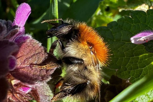 Ackerhummel (Martina Gehret, BUND Naturschutz in Bayern e.V.)
