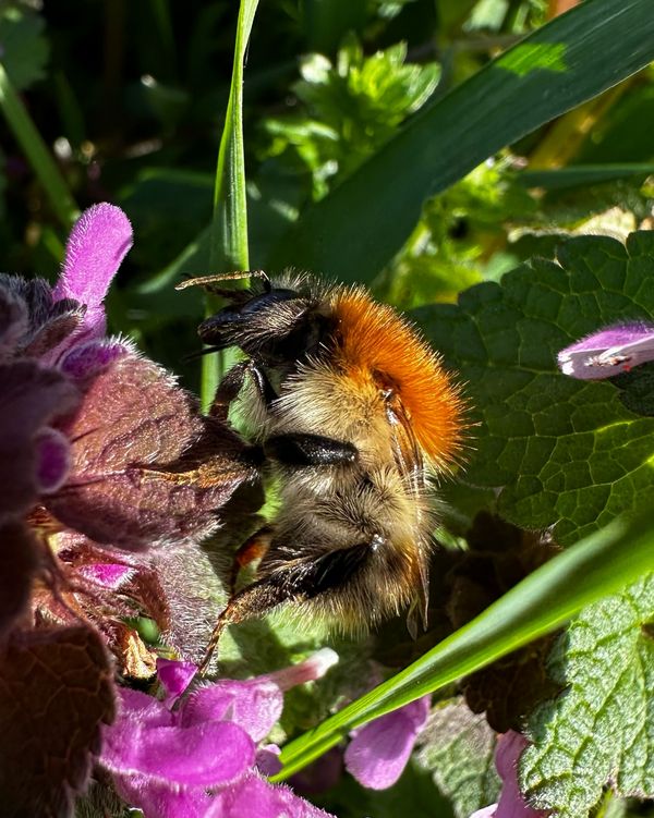 Ackerhummel (Martina Gehret, BUND Naturschutz in Bayern e.V.)