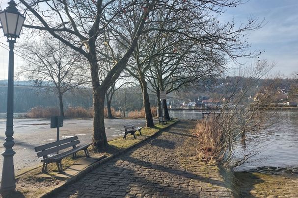 Platanen am Main bei Veitshöchheim; Foto: Armin Genser