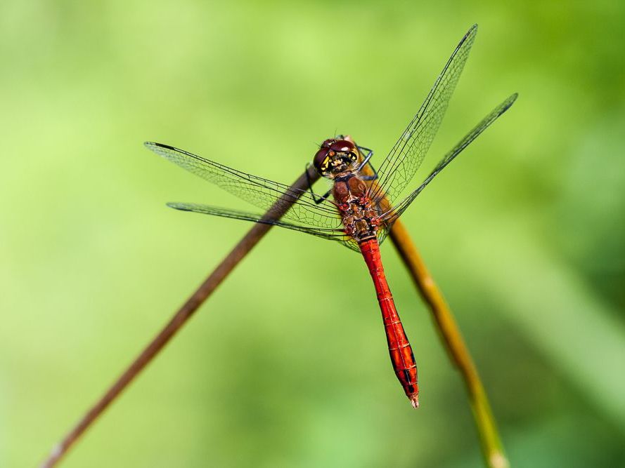 Männchen der Blutroten Heidelibelle (Foto: Falko Heidecke)