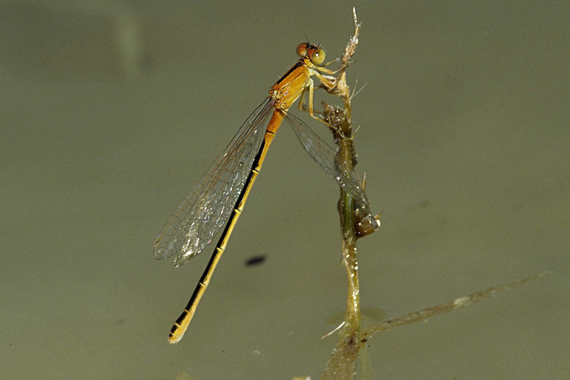 Eine weibliche Kleine Pechlibelle (Ischnura pumilio)