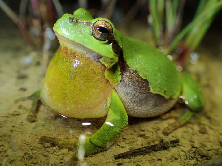 Laubfrosch mit Schallblase (Foto: Wolfgang Willner) Laubfrosch mit gut sichtbarer Schallblase unter dem Maul