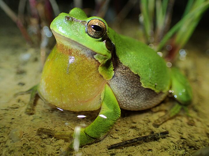 Laubfrosch mit Schallblase (Foto: Wolfgang Willner) Laubfrosch mit gut sichtbarer Schallblase unter dem Maul
