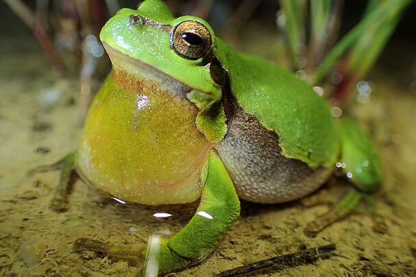 Laubfrosch mit gut sichtbarer Schallblase unter dem Maul