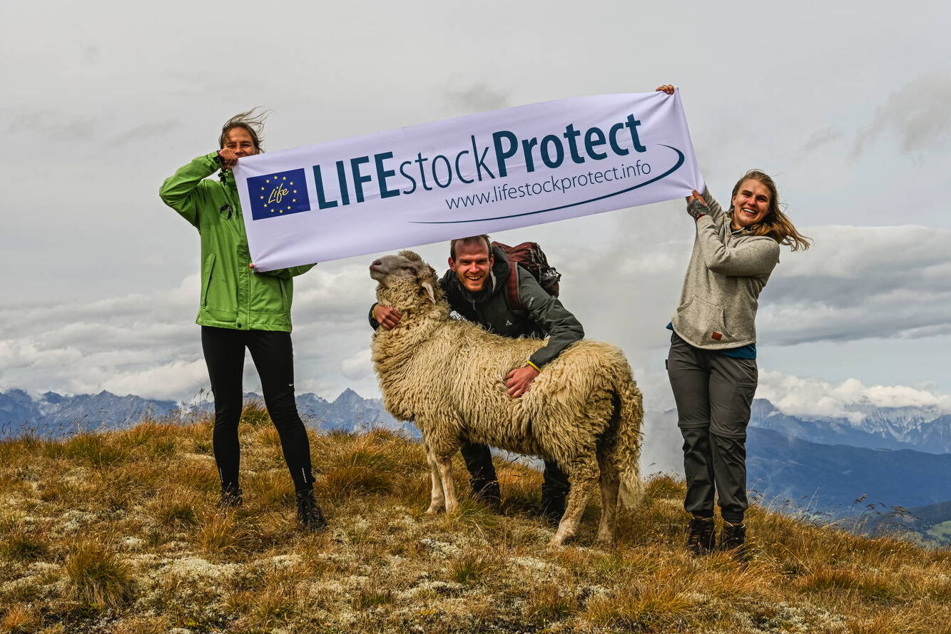 Herdenschutz Bayern: Zwei Mitarbeiter des Projekts Lifestockprotect halten vor Gebirgskulisse ein Projektbanner hoch, einer umarmt ein Schaf